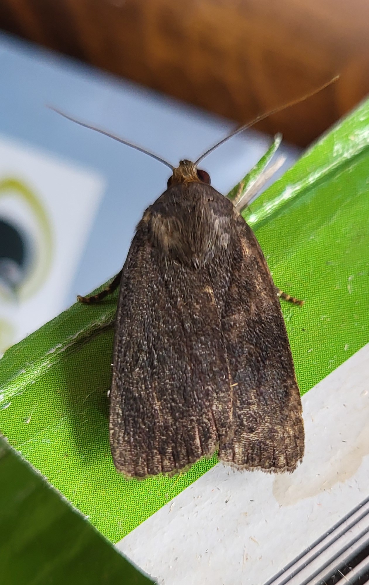 Photo of Mouse Moth (Amphipyra tragopoginis)